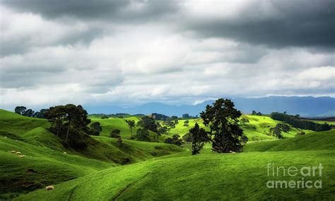 Shire landscape, Hobbiton, New Zealand Photograph by Kim Petersen ...