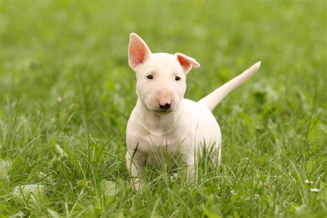 9 Essential Facts About Bull Terriers | Greenfield Puppies