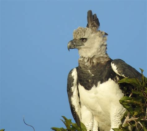 Top 92+ imagen garras de aguila arpia - Abzlocal.mx