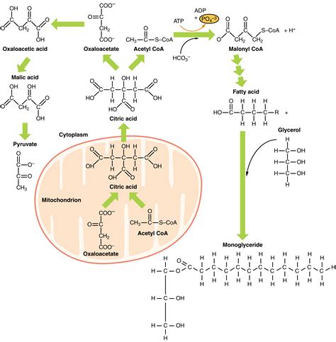 Lipidos Infografia Bioquimica 2311157582 Uaemex Studocu | Porn Sex Picture