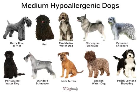 Chart of Hypoallergenic Dog Breeds with Names