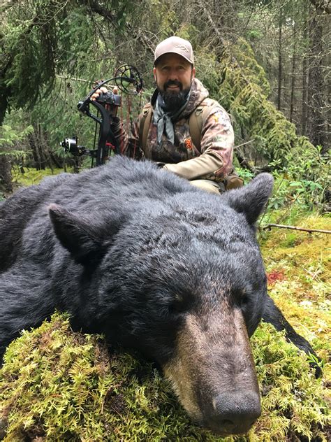 Bears Mature Old – Telegraph