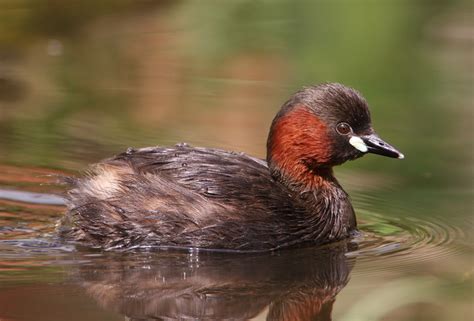 Little Grebe - BirdForum Opus | BirdForum