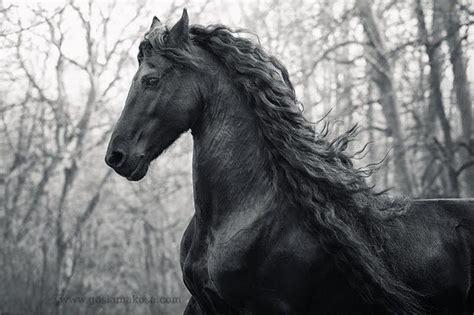 Free Friesian Horse Wallpaper - WallpaperSafari | Friesian horse ...