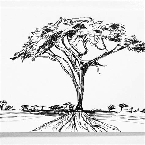 Acacia Tree Sketch at PaintingValley.com | Explore collection of Acacia ...