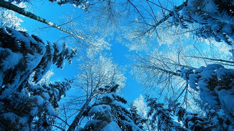 Winter, , , Forest, Fir Tree, Snow, Winter, Nature, New Hampshire ...