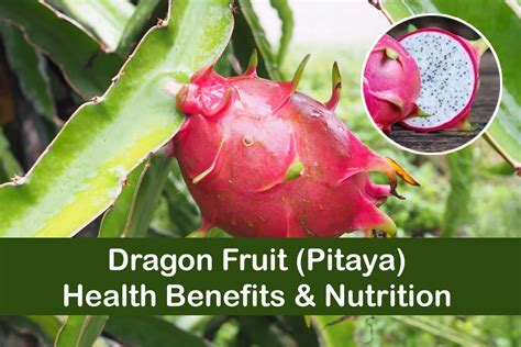 Dragon Fruit (Pitaya) Health Benefits & Nutrition | Plants Information