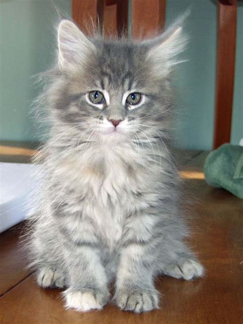 Top Grey Maine Coon Kitten of the decade Don't miss out!