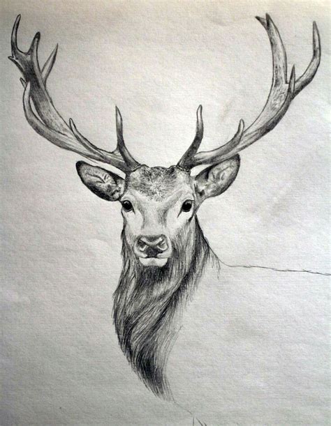 40 Free & Easy Animal Sketch Drawing Information & Ideas - Brighter ...