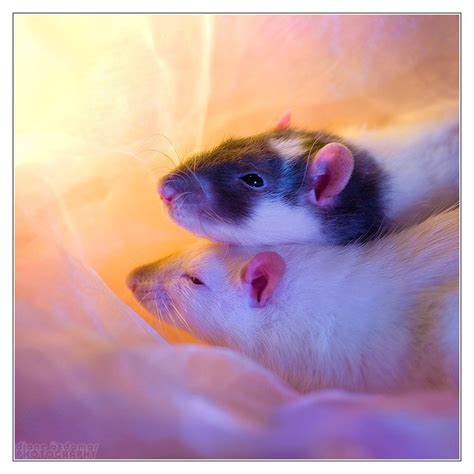 Fancy Rat Varieties: Fur Color, Eye Color, Coat Type, and Markings ...