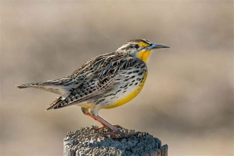 Meadowlark Symbolism - Spirit Animal Totems