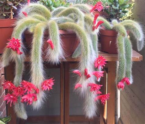 The Monkey Tail Cactus: Care and Propagation Guide – Citycacti