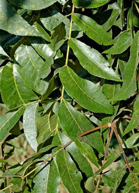 Northern Pecans: Black-margined aphids coat pecan leaves with honeydew