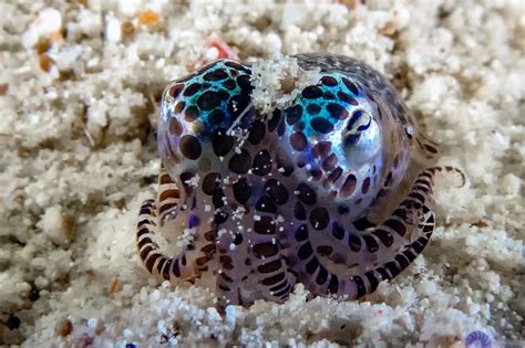 Diversity of Tiny Bobtail Squid Driven by Major Ancient Biogeographic ...