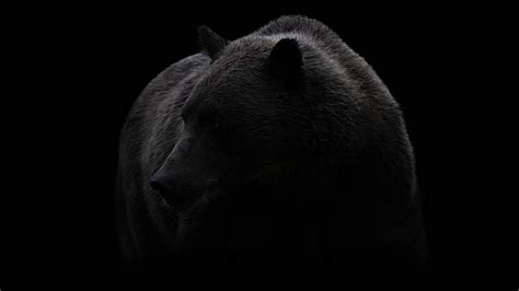 1920x1080px | free download | HD wallpaper: bear, black, black and ...