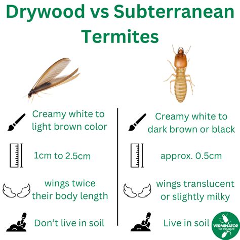 Drywood vs Subterranean Termites - Verminator