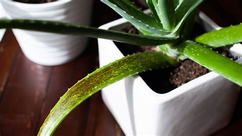 Aloe vera plant care problems and how to solve them | Real Homes