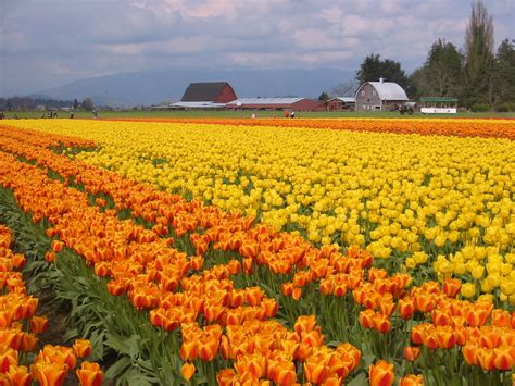 Skagit Valley Tulip Festival - Wikiwand