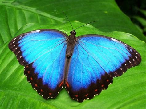 What Is The Butterfly Effect?| Spirit Vine Retreats Center