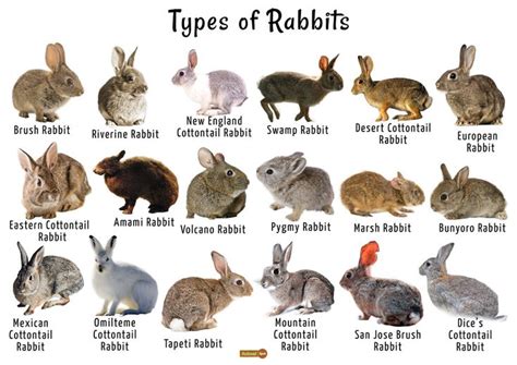 Pin by Daisey Bingham on bunnies | Rabbit species, Rabbit breeds ...