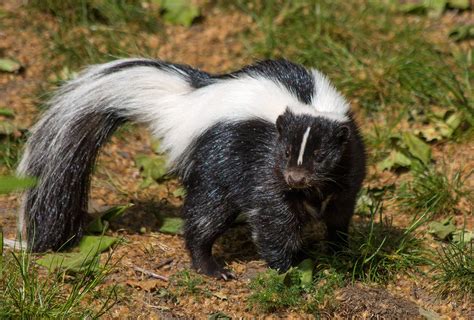 All about Striped Skunks