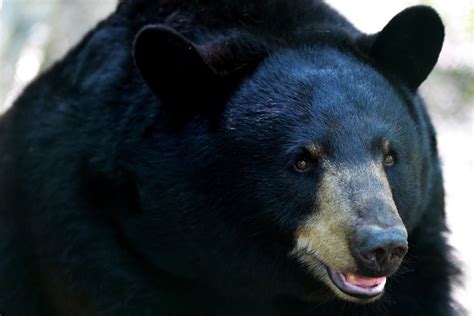 Florida Black Bear Facts