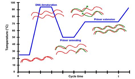 Real Time PCR - A revolution in molecular biology - Biomall Blog