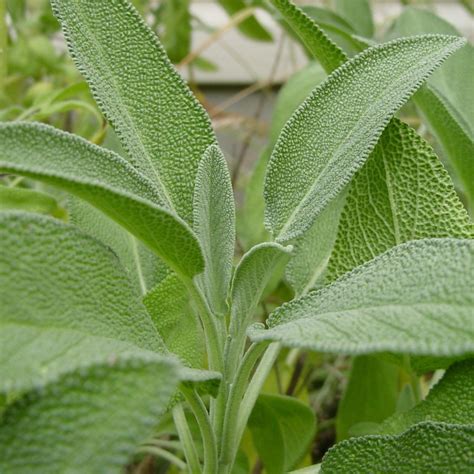 Sage | Salvia officinalis | Buy Herb Plants