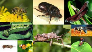 Physical, Mechanical, and Biological Pest Control Methods - Basic ...