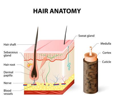 Hair Anatomy Structure Diagram Vector Illustration Stock Illustration ...