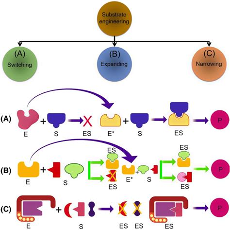 Substrate engineering approaches and manipulation of substrate ...