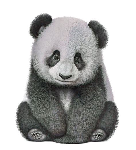 Realistic Panda Bear Drawings