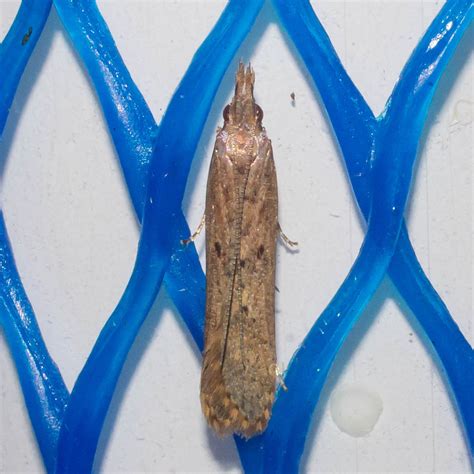 Maryland Biodiversity Project - Palmerworm Moth (Dichomeris ligulella)