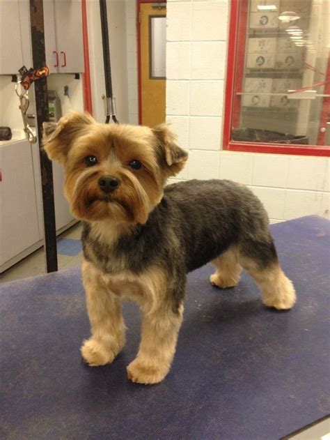 Male Yorkie Poo Haircuts Styles Pictures - Pets Lovers