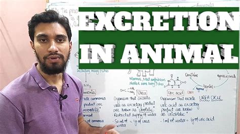 EXCRETION IN ANIMAL || IN DIFFERENT HABITATS || Zeerak's Biology - YouTube