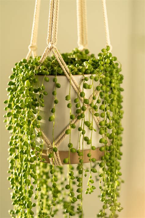 Indoor Plants Miami | Choosing Plants for Indoor Spaces in South Florida