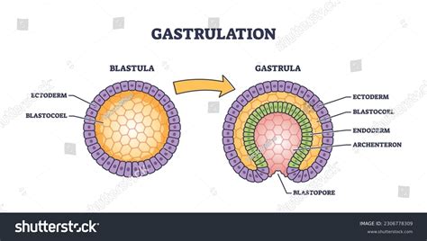 Gastrulation Early Developmental Process Embryo Transformation Stock ...