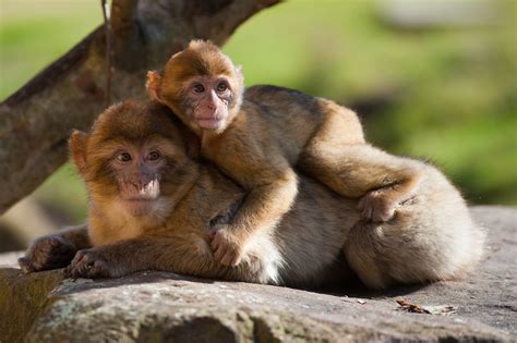 Animals in the Mediterranean Forest | Sciencing