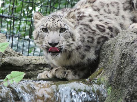 In honor of Valentine’s Day: Sweet treats for the animals at the zoo in ...