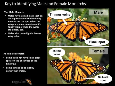 12/08/2020 Key To Identify The Male and Female Monarch Butterfly