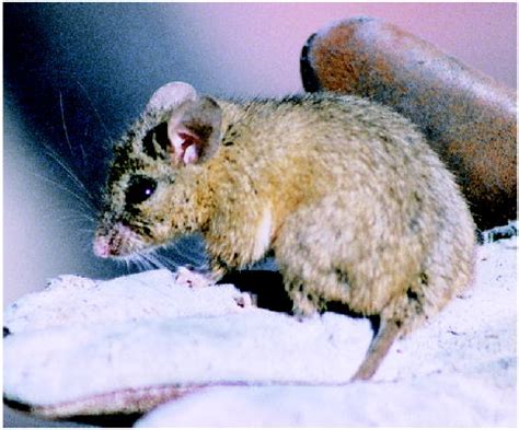 Peromyscus dickeyi