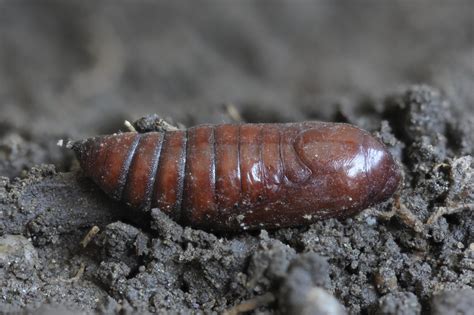 Geometer Moth - Moth pupa in the genus Pero, subfamily Enn… | Flickr