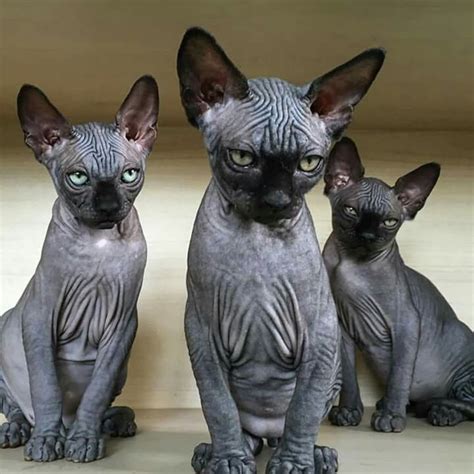 Weird Cat Breeds