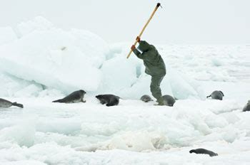 Harp Seal Pup Hunt