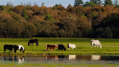 Can solar farms promote wildlife habitat? | Green Technology Information