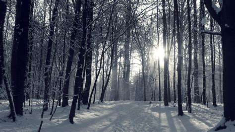 Snowy Forest Wallpaper (70+ pictures) - WallpaperSet