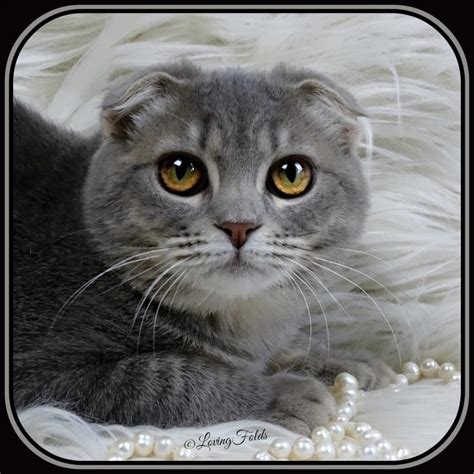 Exploring the Fascinating World of Scottish Fold Munchkin Cats – CatsInfo