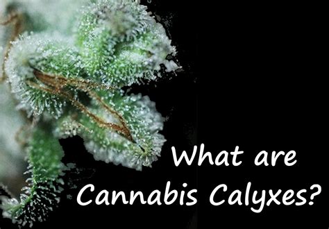 Cannabis Anatomy 101 : What are Cannabis Calyxes?