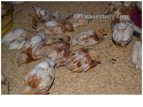 Gumboro diseases, infectious bursal disease symptoms in chickens | PPT