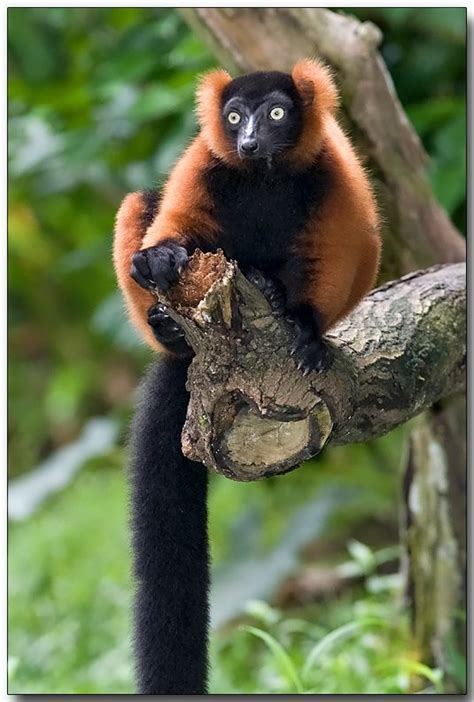 Red Ruffed Lemur by Doug J | Lemur, Rare animals, Animals beautiful